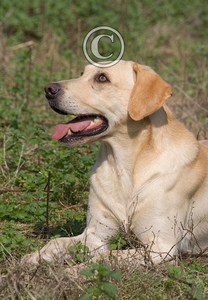 Gun Dog  Yellow Labrador 2 DM0339